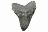 Serrated, Fossil Megalodon Tooth - South Carolina #285013-2
